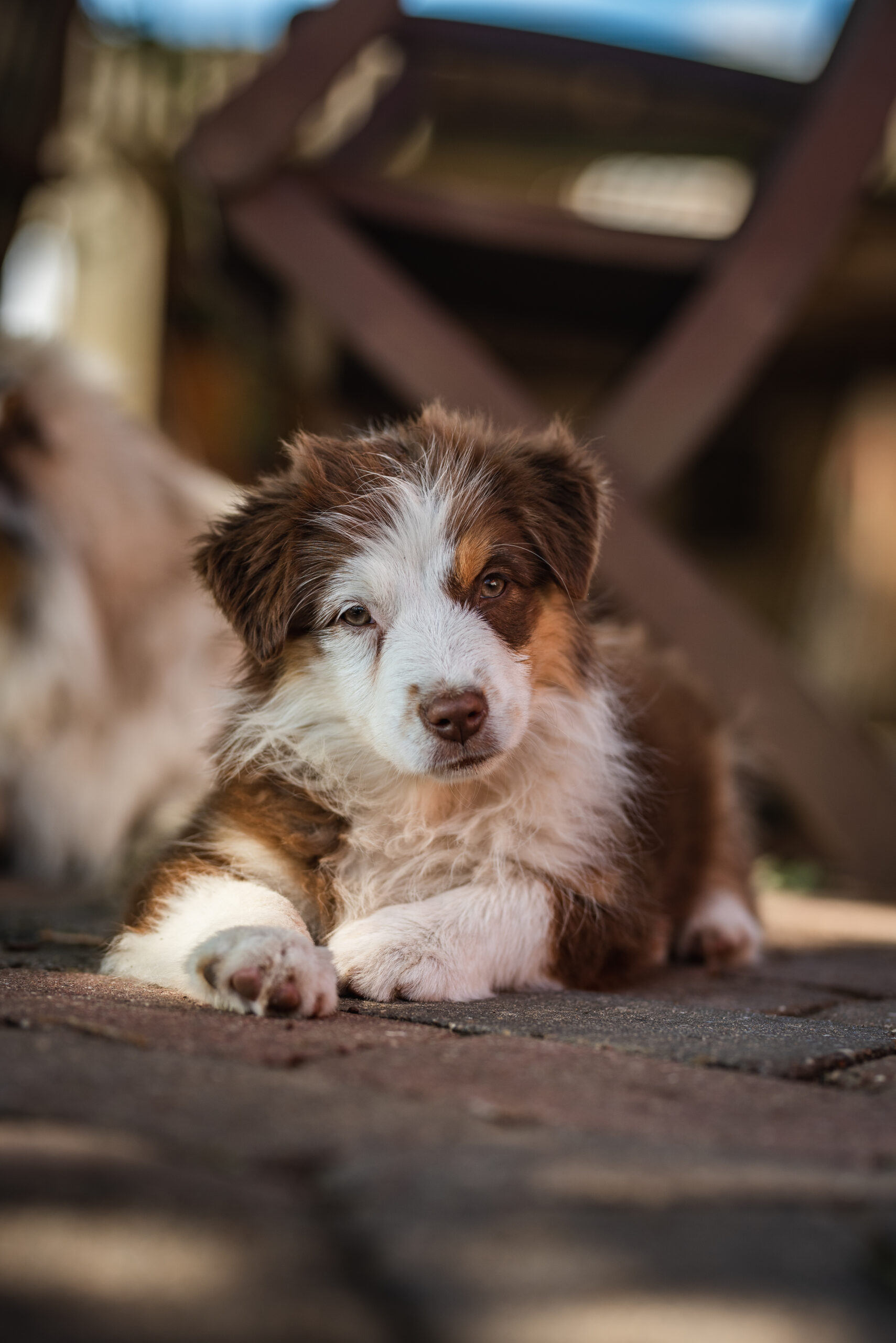 Mini Aussie Rosalie