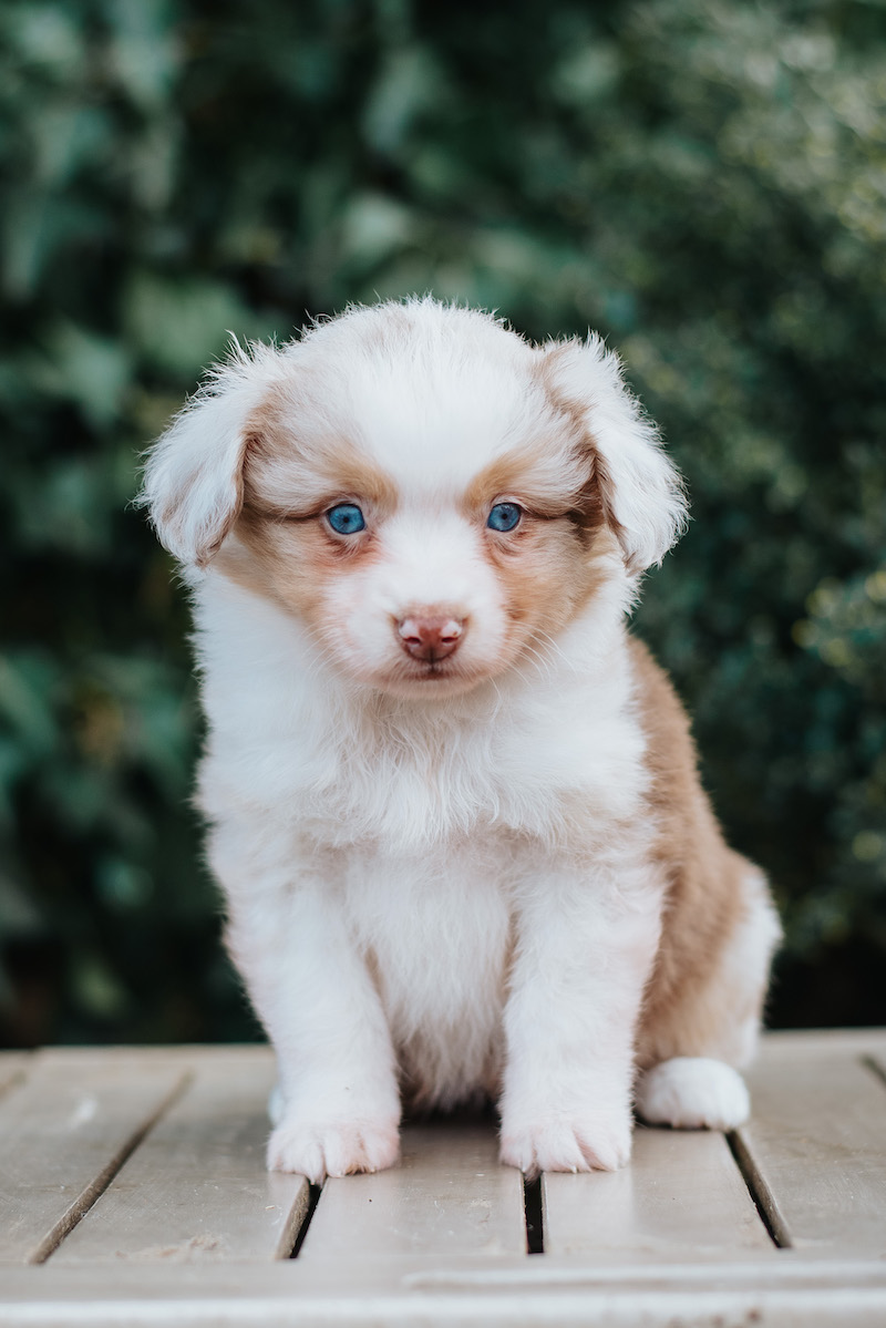 Red Merle Hündin 1
